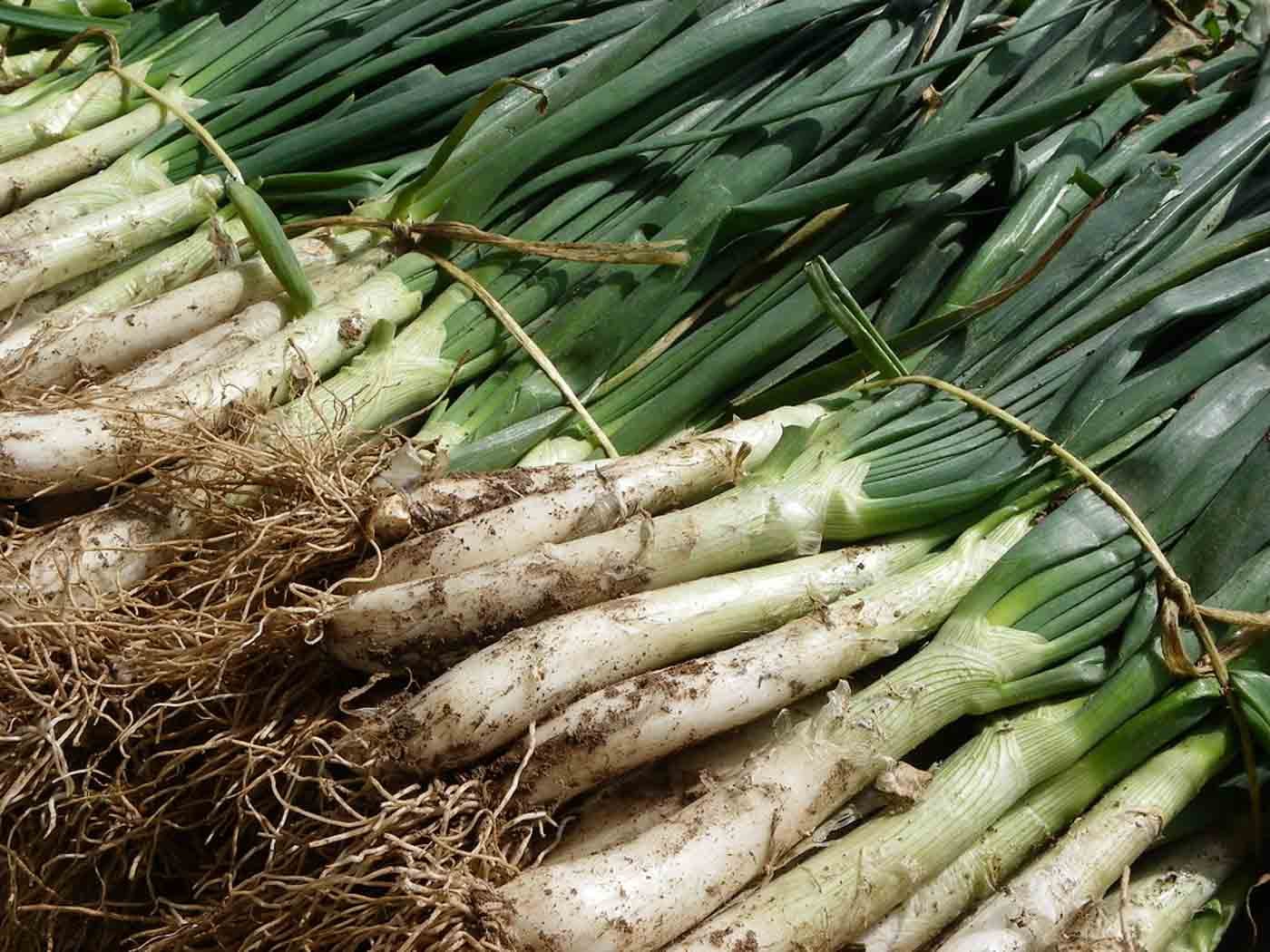 bundle_of_calçots_Barcelona